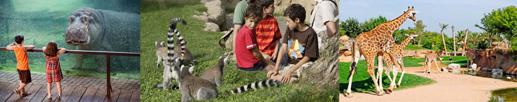 bioparc valencia lemurs hippo sabana