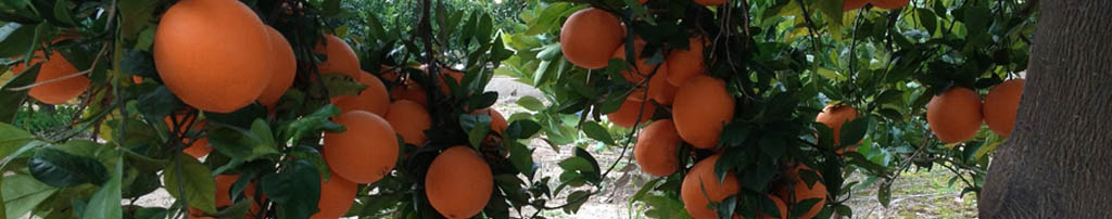 NARANJAS VALENCIANAS